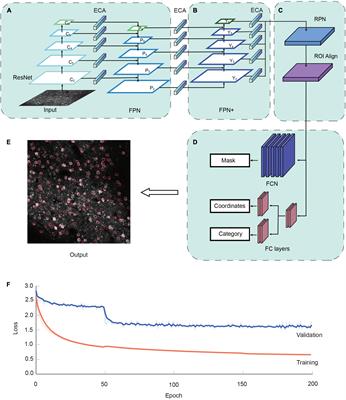 NeuroSeg-II: A deep learning approach for generalized neuron segmentation in two-photon Ca2+ imaging